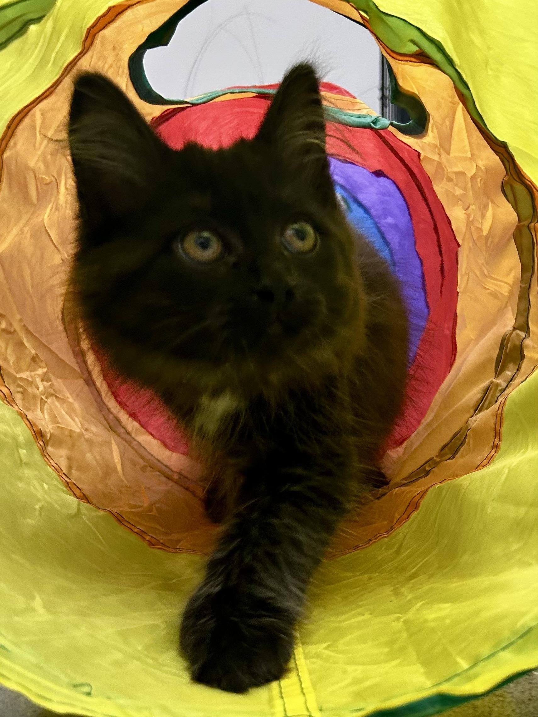 Enlarge Raven, a Adoptable Domestic Long Hair in Sandusky, MI image 6/6