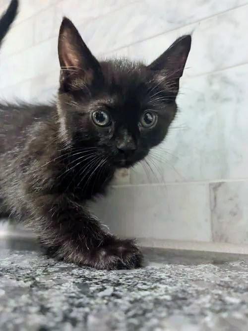 Luna, a Adoptable mixed breed in Indianapolis, IN image 4/6
