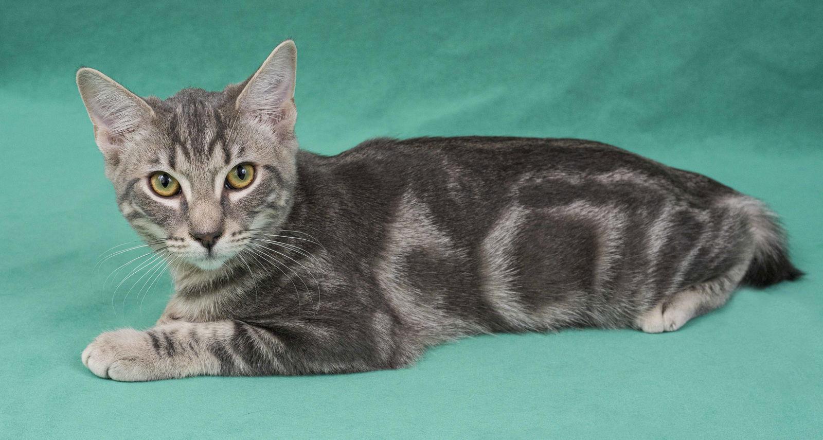Orvieto, a Adopted Domestic Short Hair in Davis, CA image 1/3