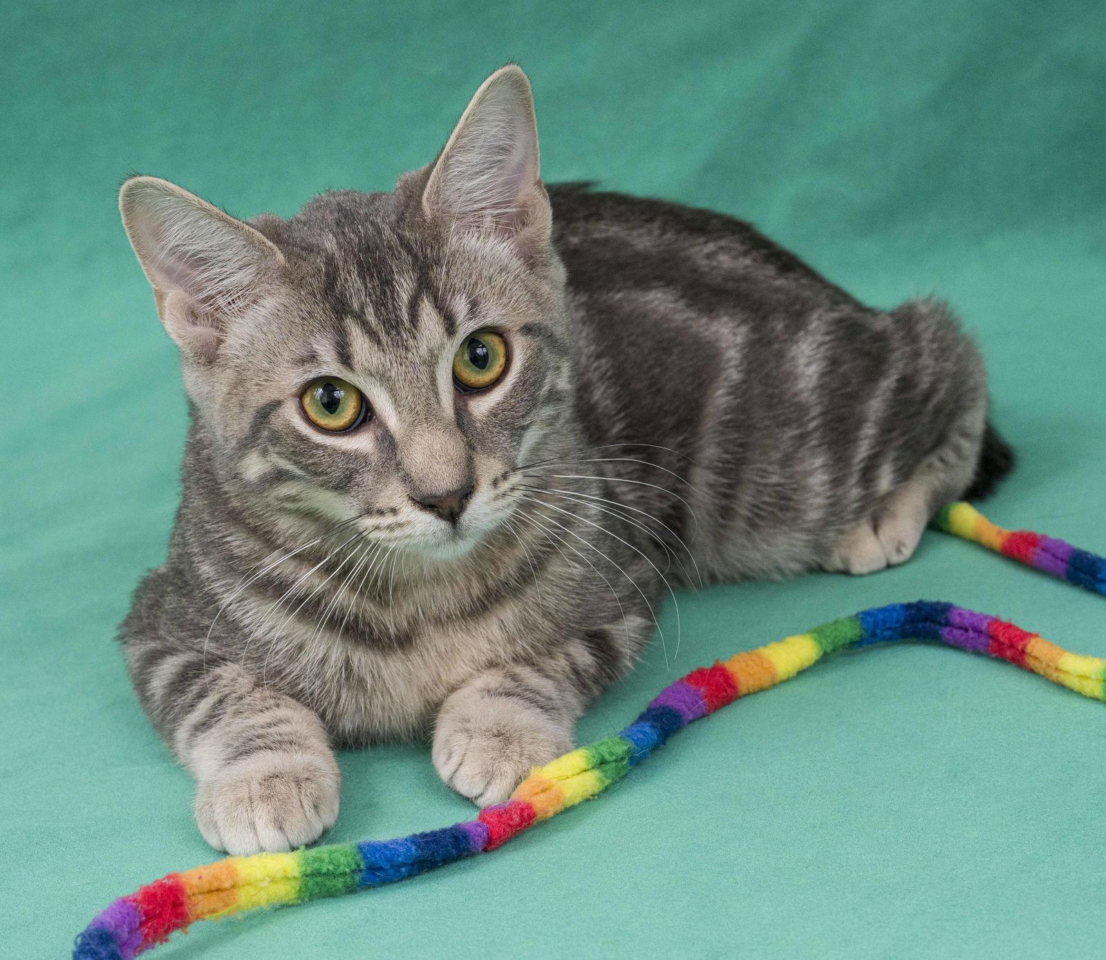 Orvieto, a Adopted Domestic Short Hair in Davis, CA image 2/3