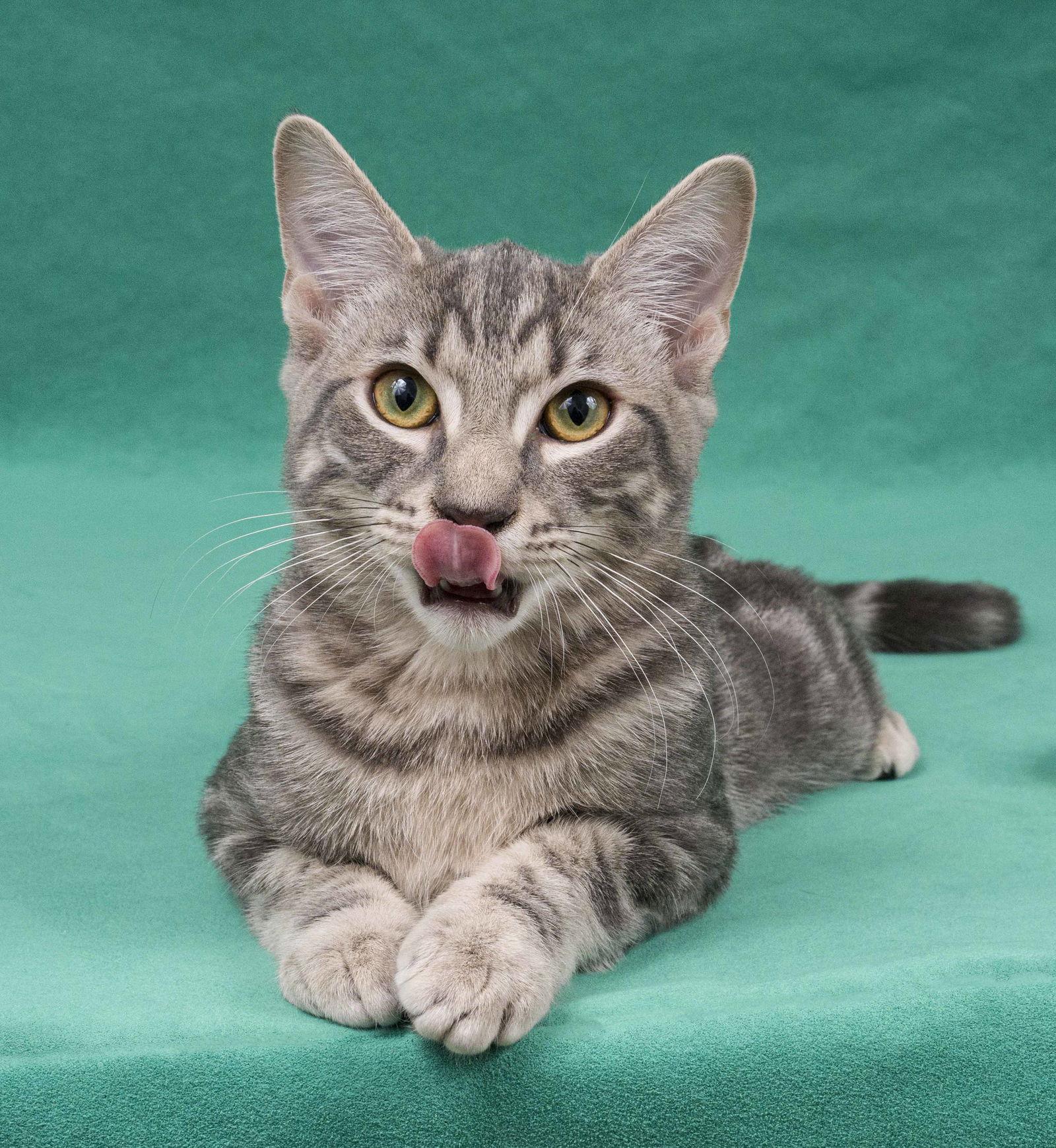 Orvieto, a Adopted Domestic Short Hair in Davis, CA image 3/3