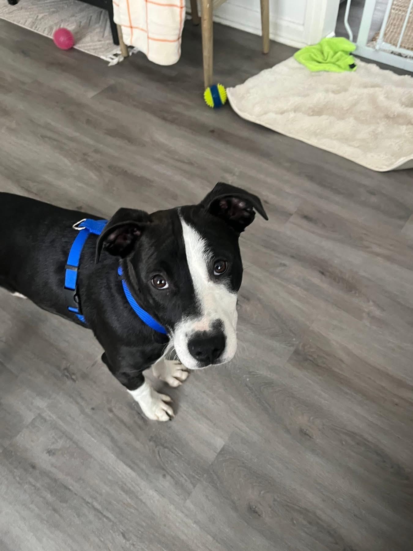 Oreo, a ADOPTABLE Mixed Breed in Fountaintown, IN image 3/5