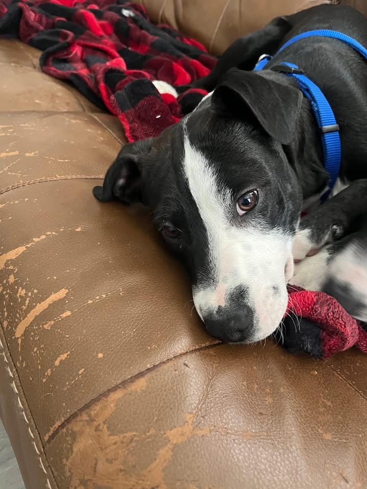 Oreo, a ADOPTABLE Mixed Breed in Fountaintown, IN image 2/5
