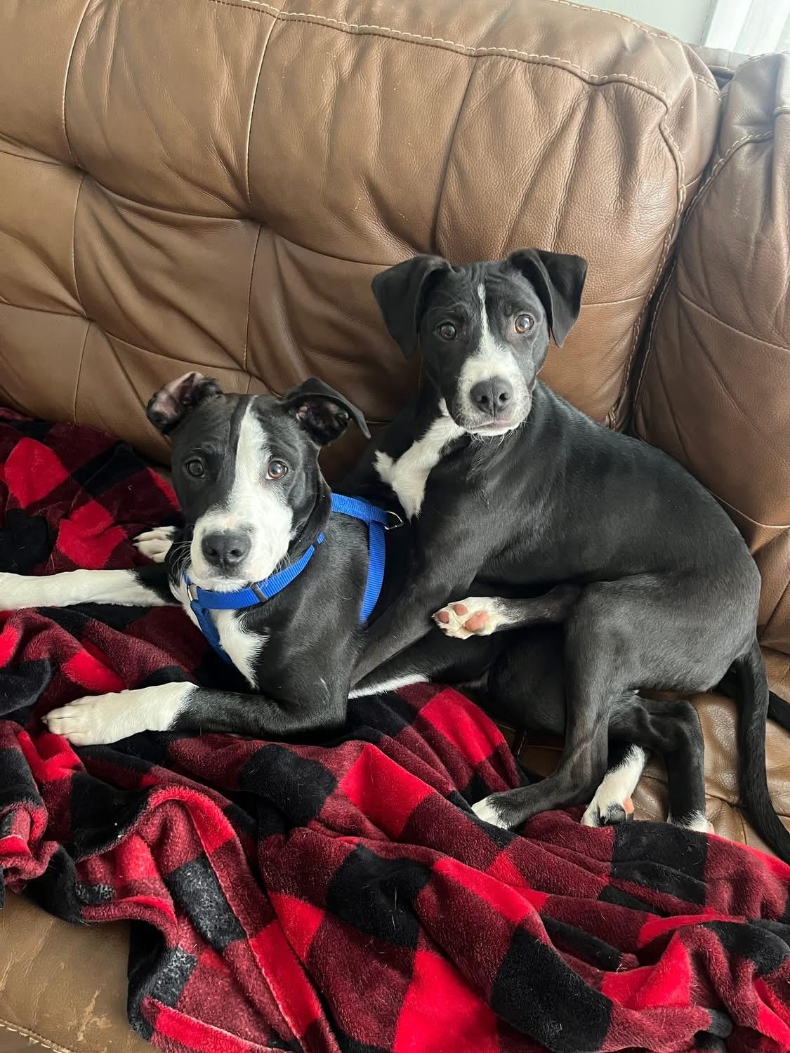 Oreo, a ADOPTABLE Mixed Breed in Fountaintown, IN image 5/5