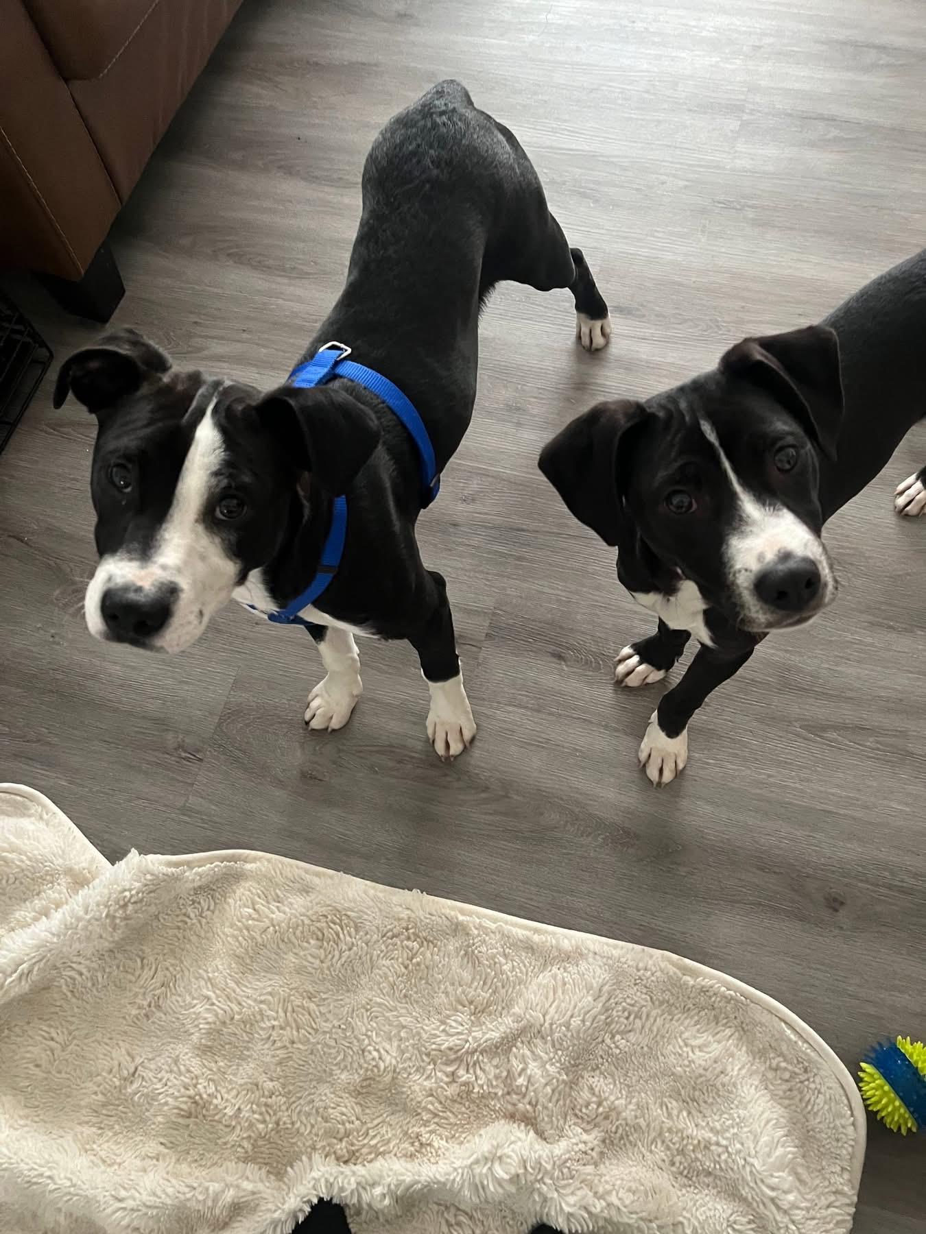 Oreo, a ADOPTABLE Mixed Breed in Fountaintown, IN image 4/5