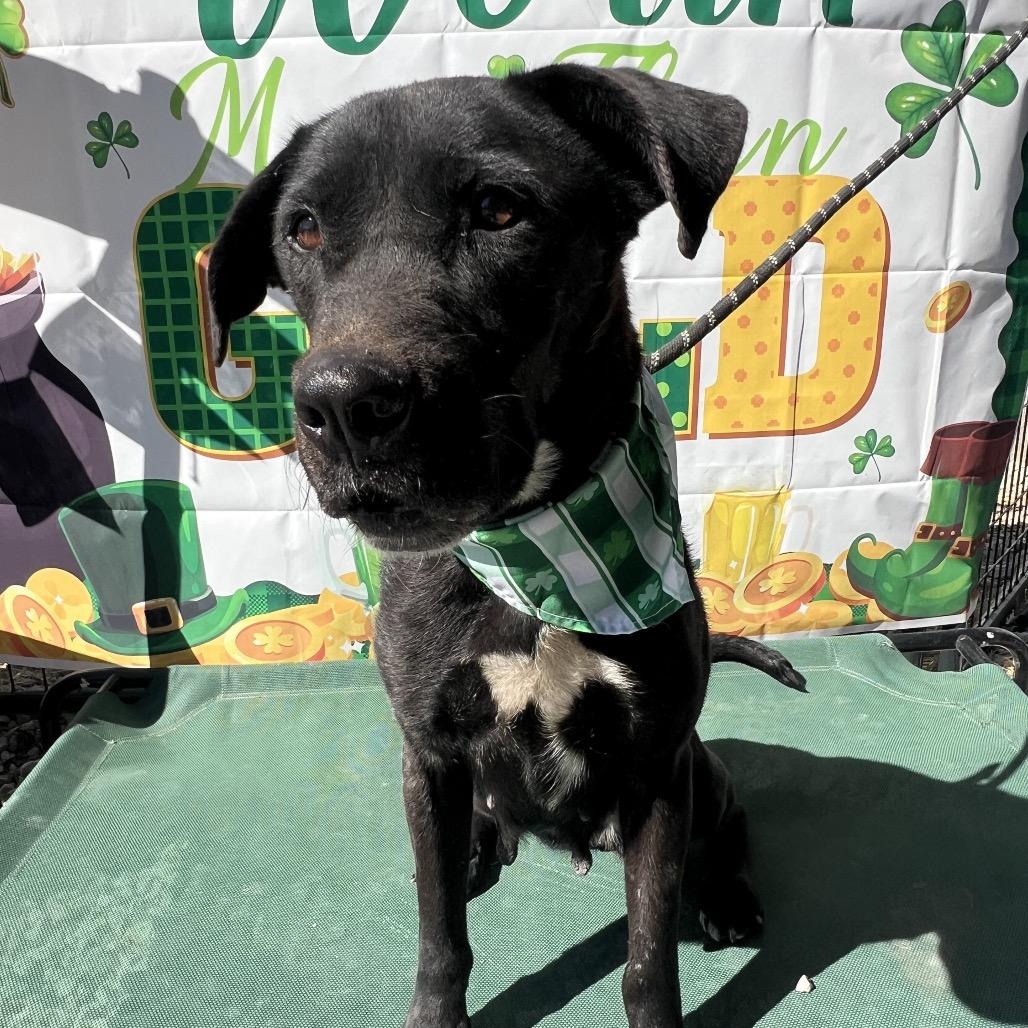 Beth, Adoptable, Adult Female Black Labrador Retriever & Terrier.
