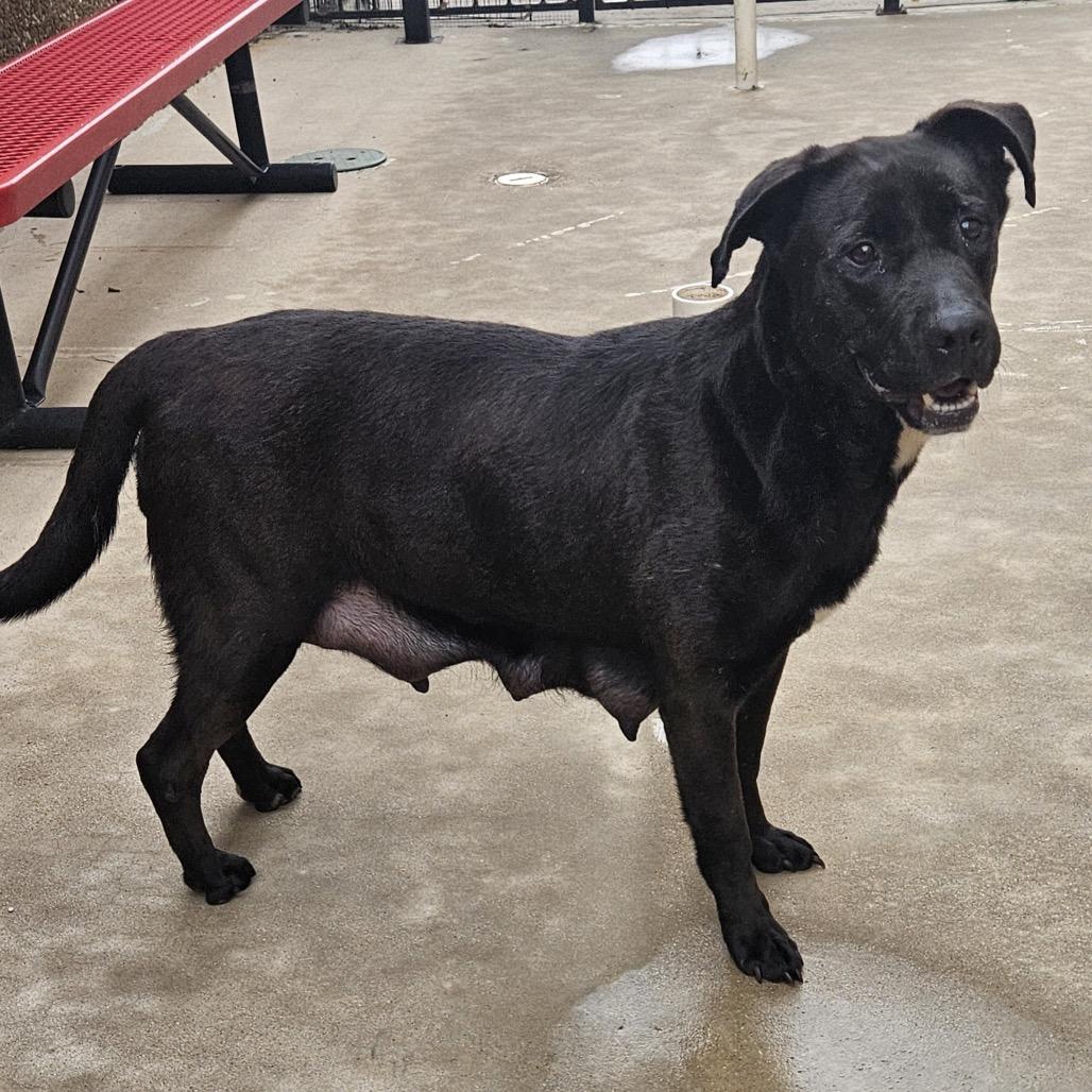 Beth, a Adoptable mixed breed in Aledo, TX image 1/2