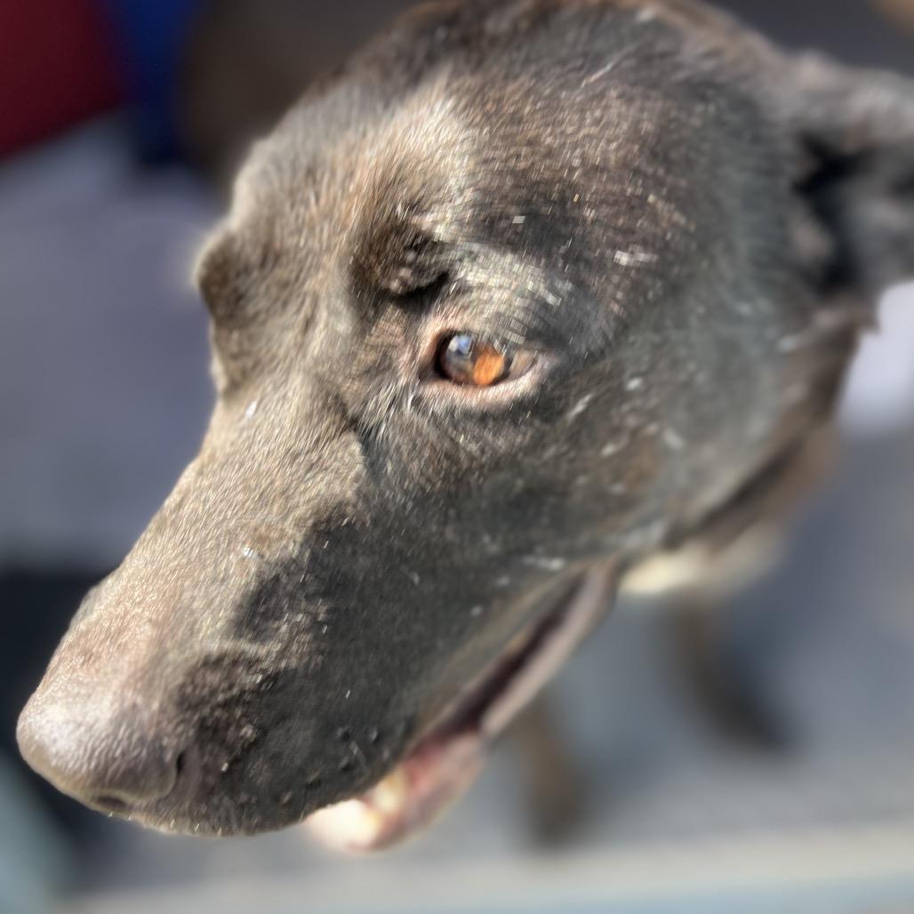 Beth, a Adoptable mixed breed in Aledo, TX image 2/2