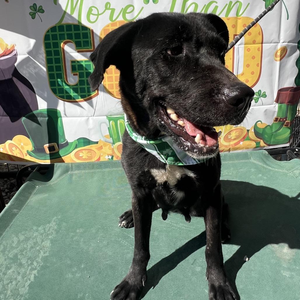 Enlarge Beth, a Adoptable mixed breed in Aledo, TX image 4/6