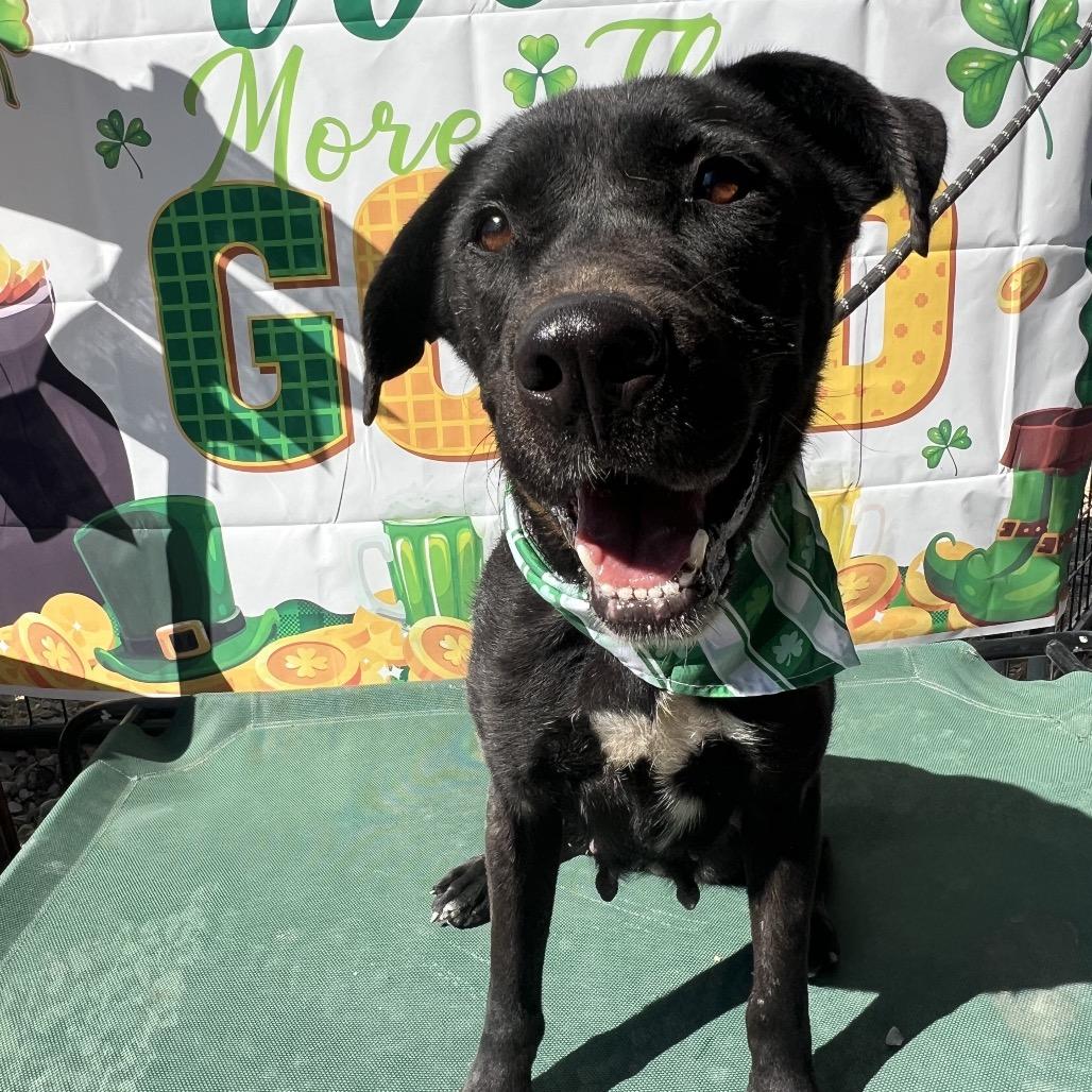 Enlarge Beth, a Adoptable mixed breed in Aledo, TX image 5/6