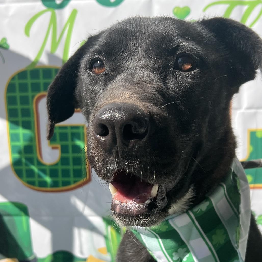 Enlarge Beth, a Adoptable mixed breed in Aledo, TX image 6/6