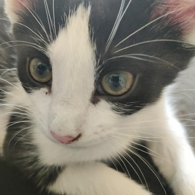 Enlarge Milo, a Adoptable Domestic Short Hair in Roanoke, VA image 1/1