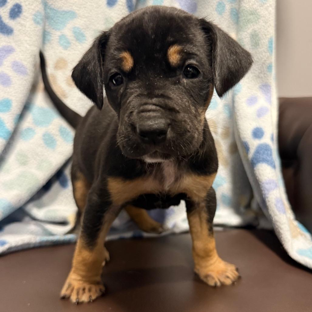 Enlarge Cicada, a Adoptable mixed breed in Cabot, AR image 1/4