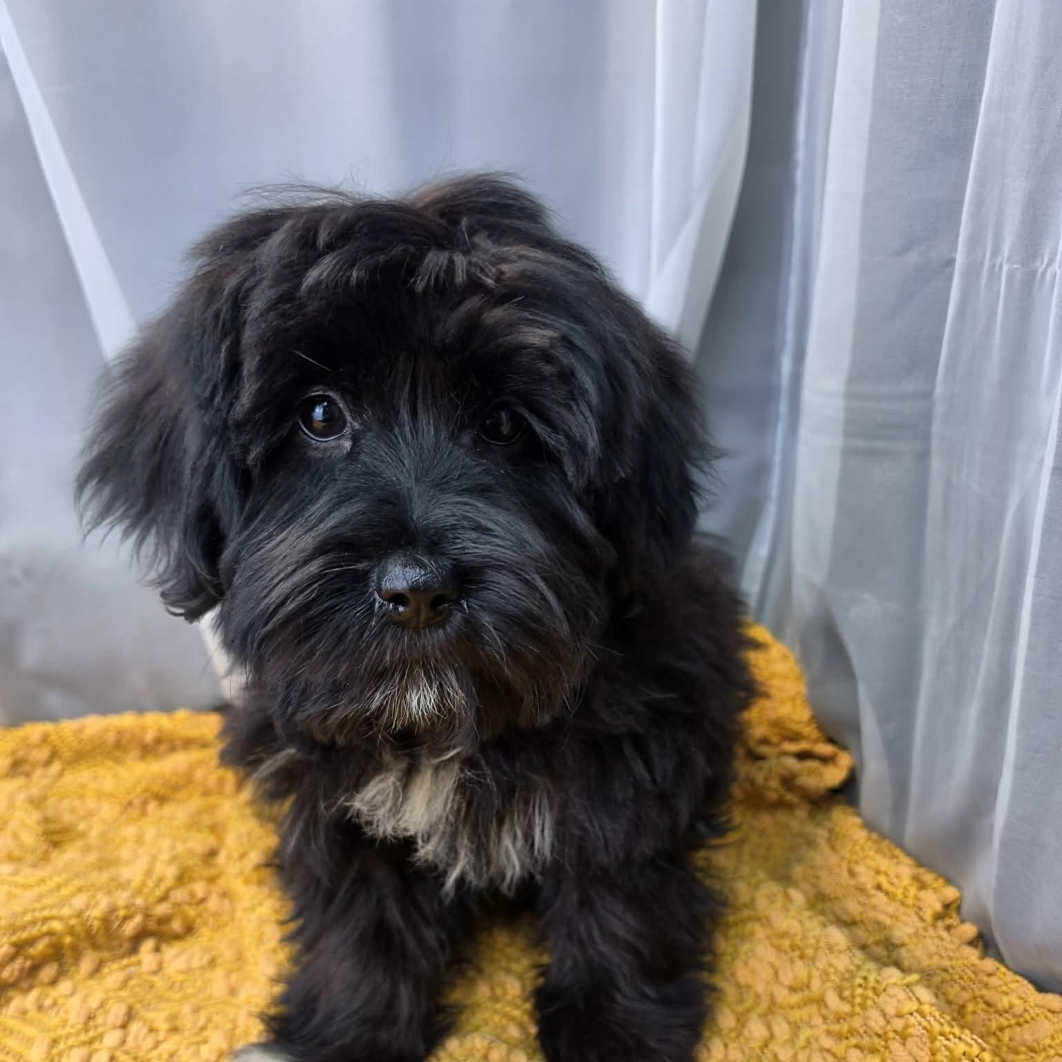Enlarge Melanie, a Adoptable mixed breed in Jackson, MI image 4/6
