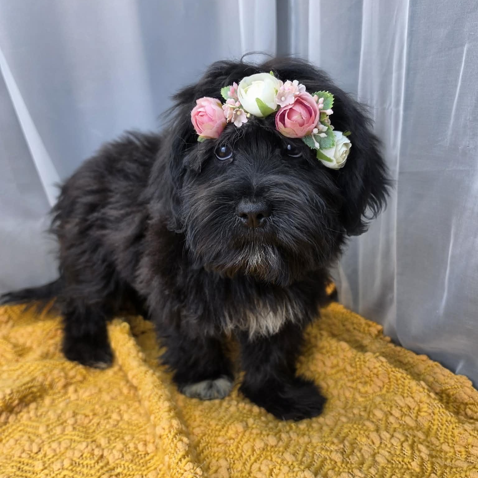 Melanie, Adoptable, Puppy Female Shih Tzu.