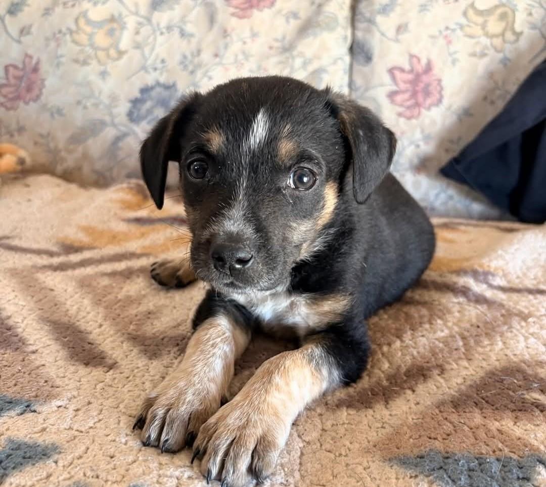 Enlarge Pip, an adopted Mixed Breed in Wilsall, MT image 1/1