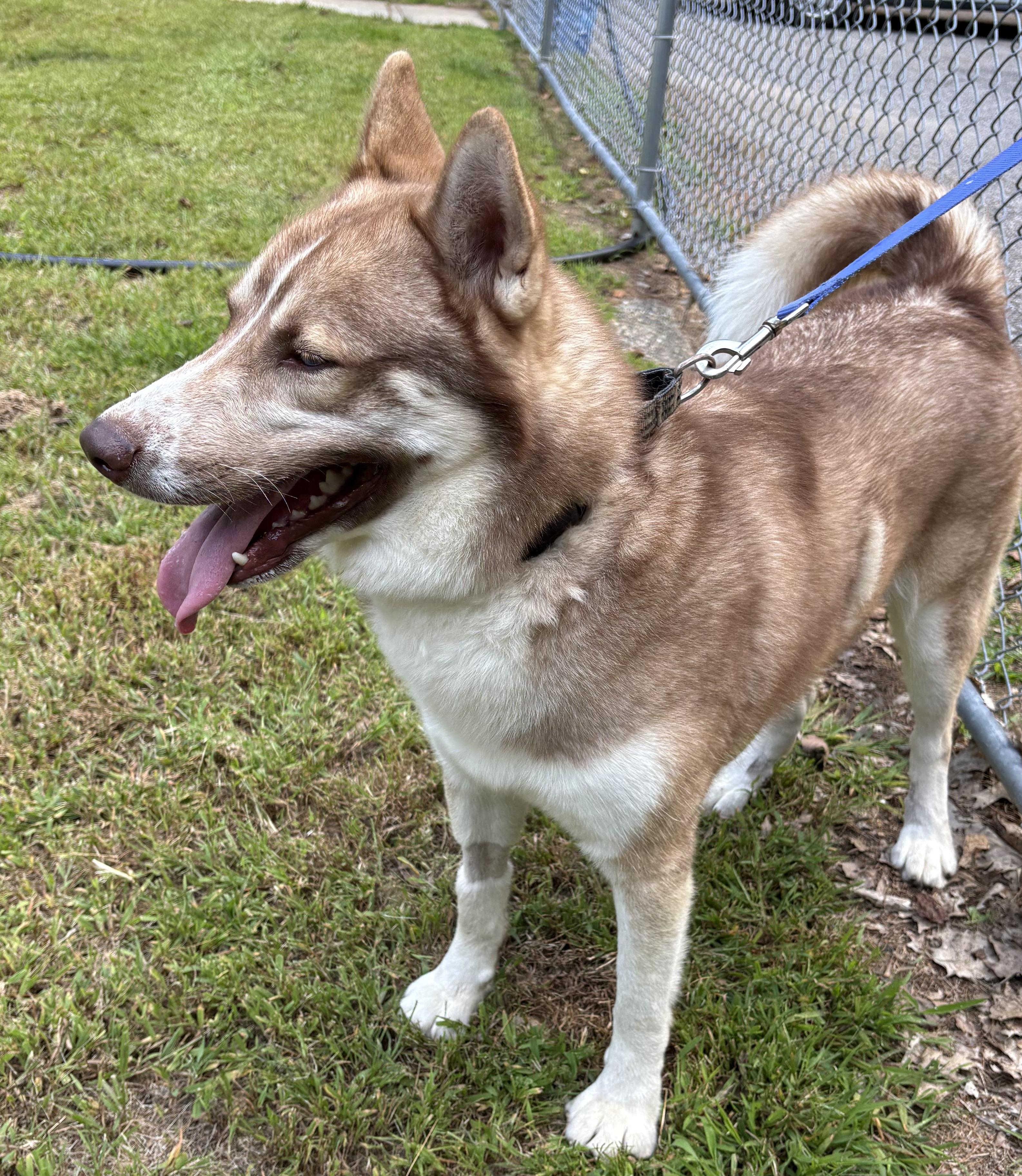 Enlarge Zion, a Adoptable Siberian Husky in Mansfield, CT image 2/3