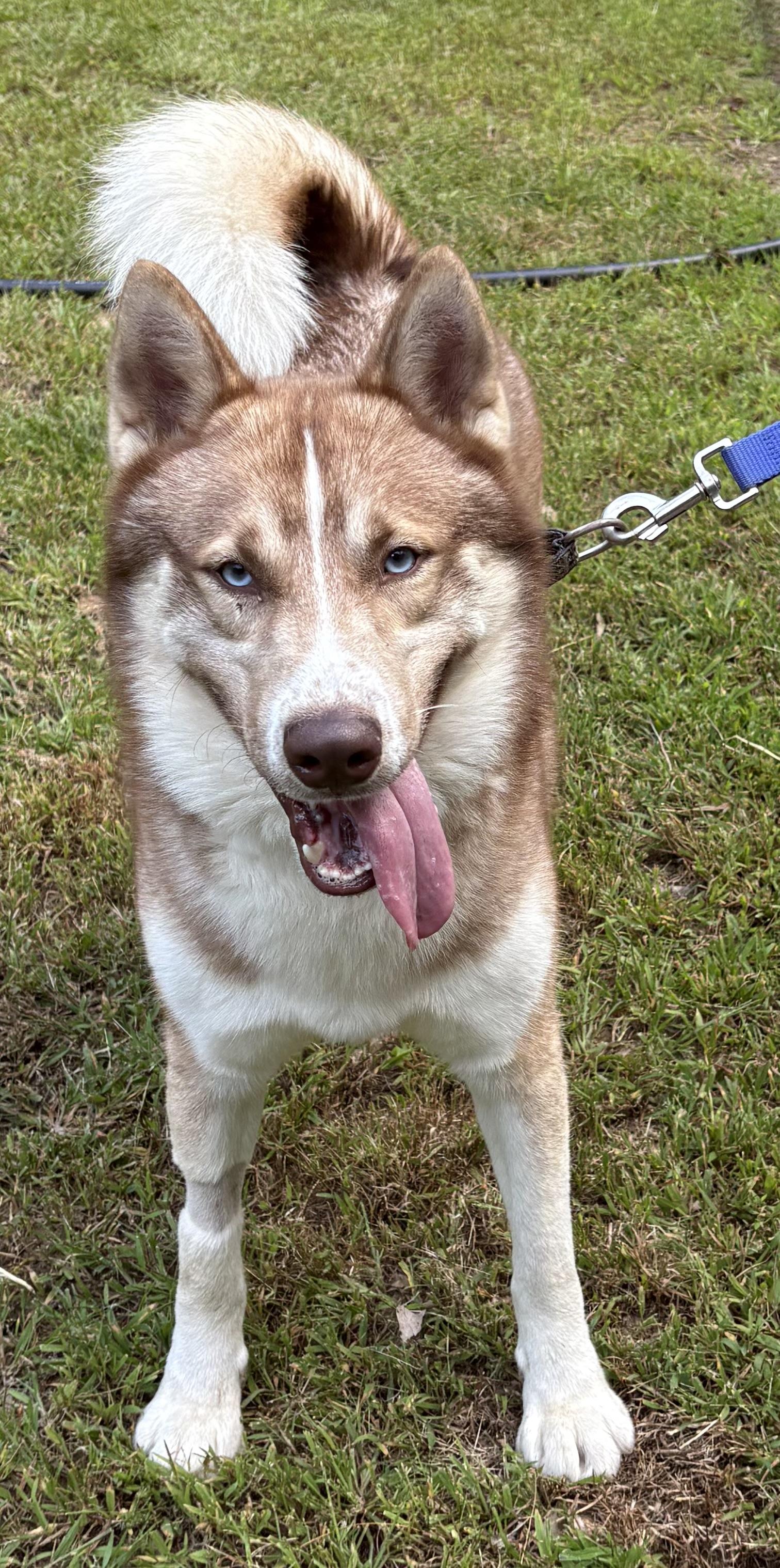 Enlarge Zion, a Adoptable Siberian Husky in Mansfield, CT image 3/3
