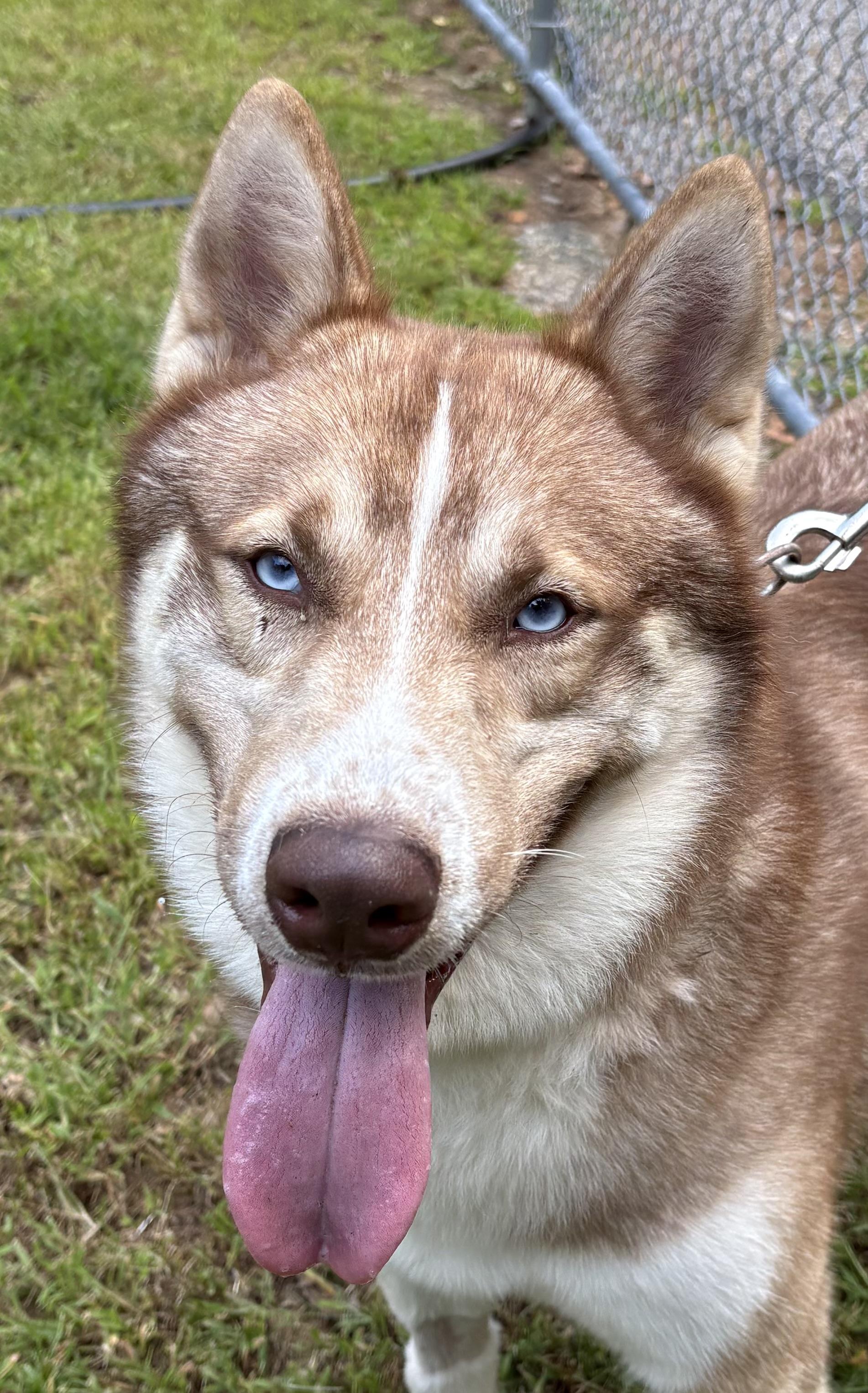 Enlarge Zion, a Adoptable Siberian Husky in Mansfield, CT image 1/3
