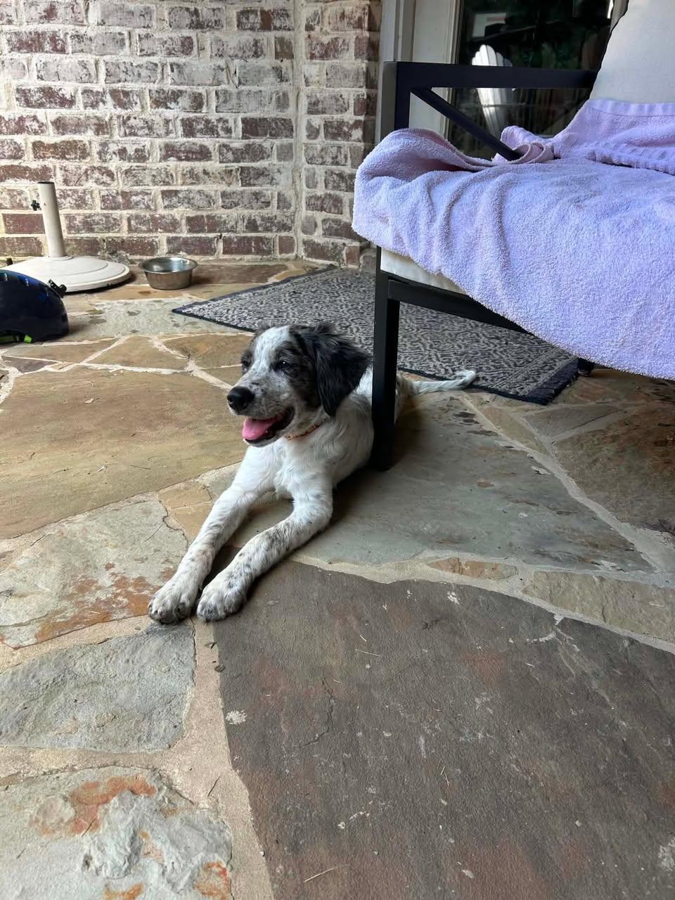 Timothy, a ADOPTABLE Mixed Breed in Memphis, TN image 5/5