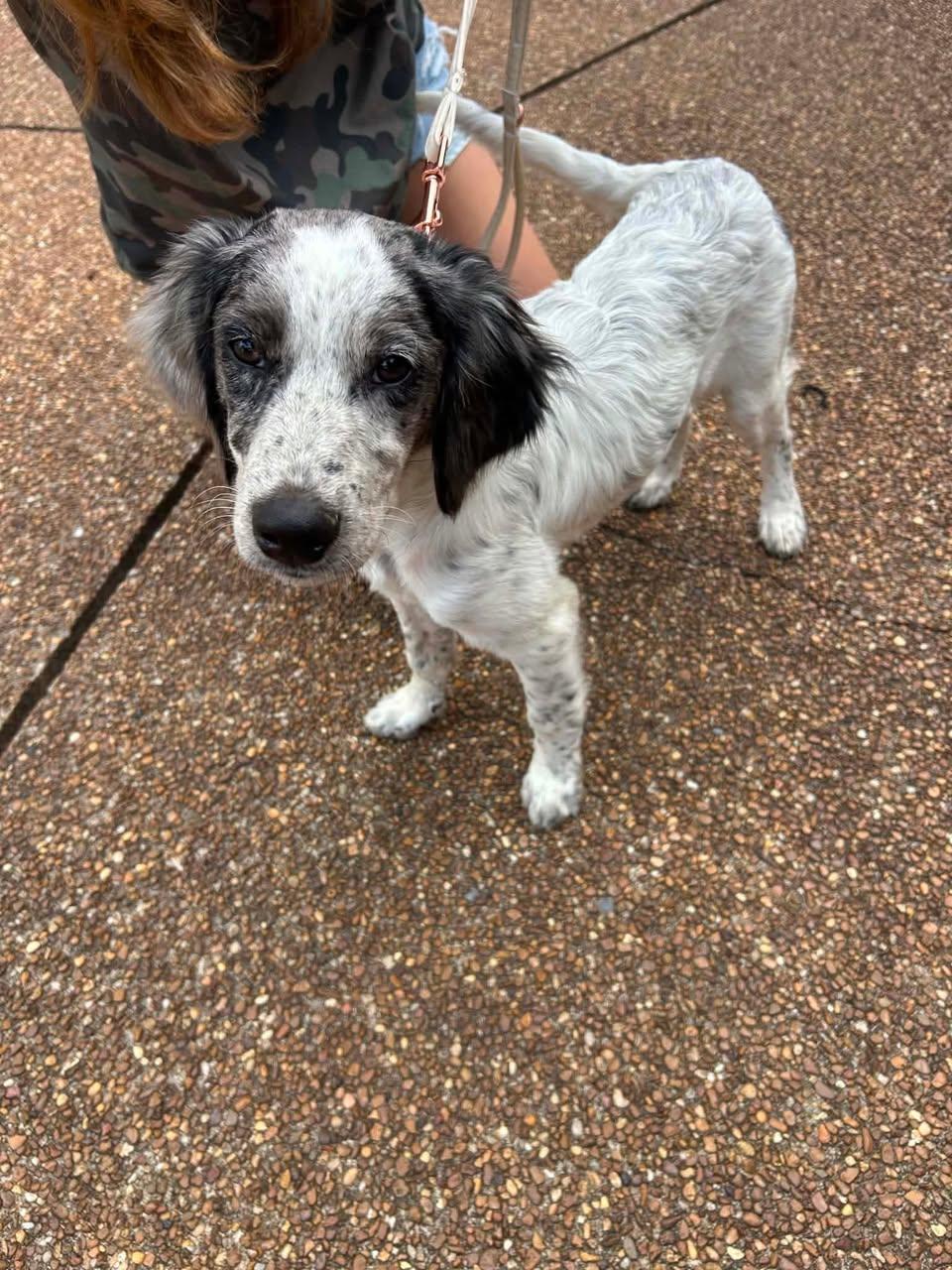 Timothy, a ADOPTABLE Mixed Breed in Memphis, TN image 3/5