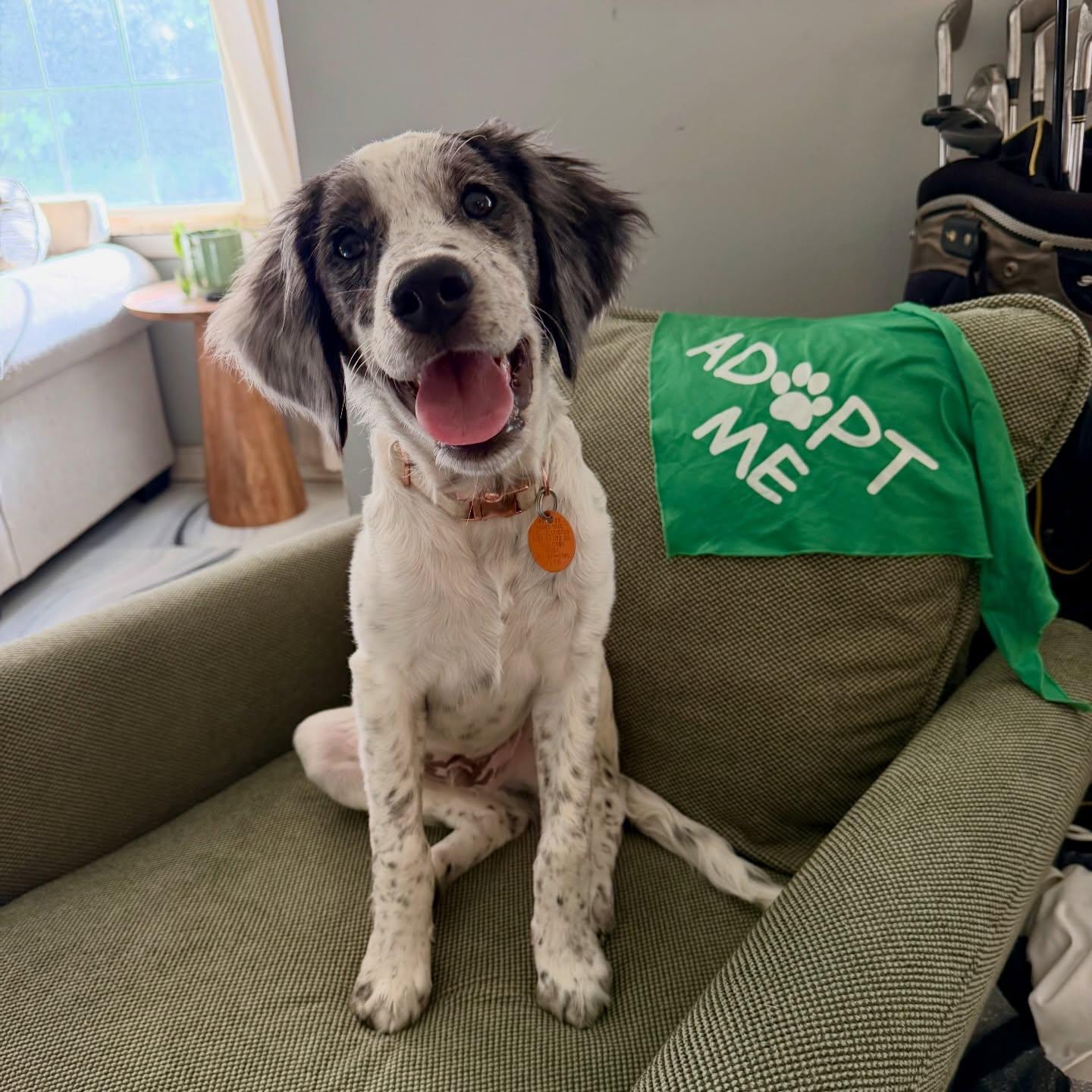 Timothy, ADOPTABLE, Puppy Male Mixed Breed.