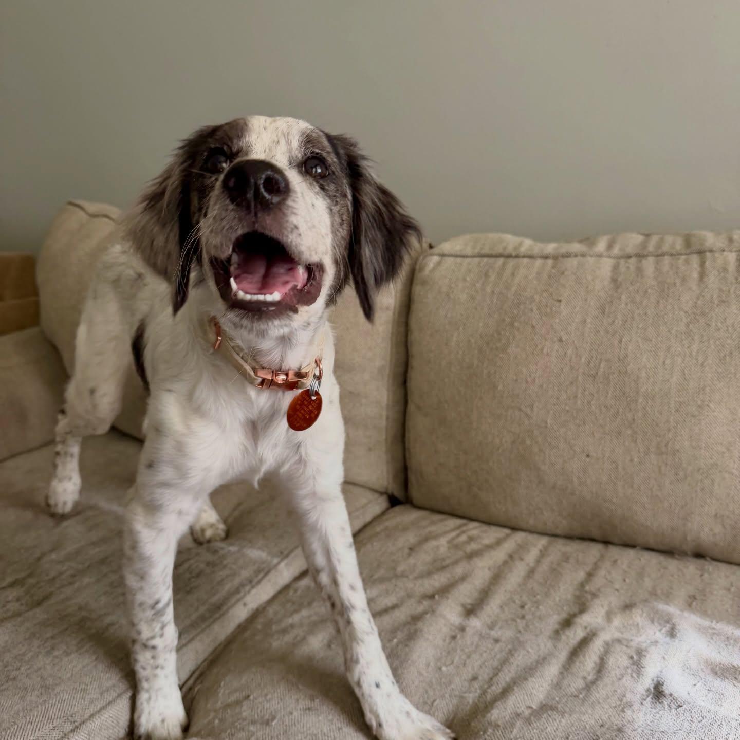 Timothy, a ADOPTABLE Mixed Breed in Memphis, TN image 2/5