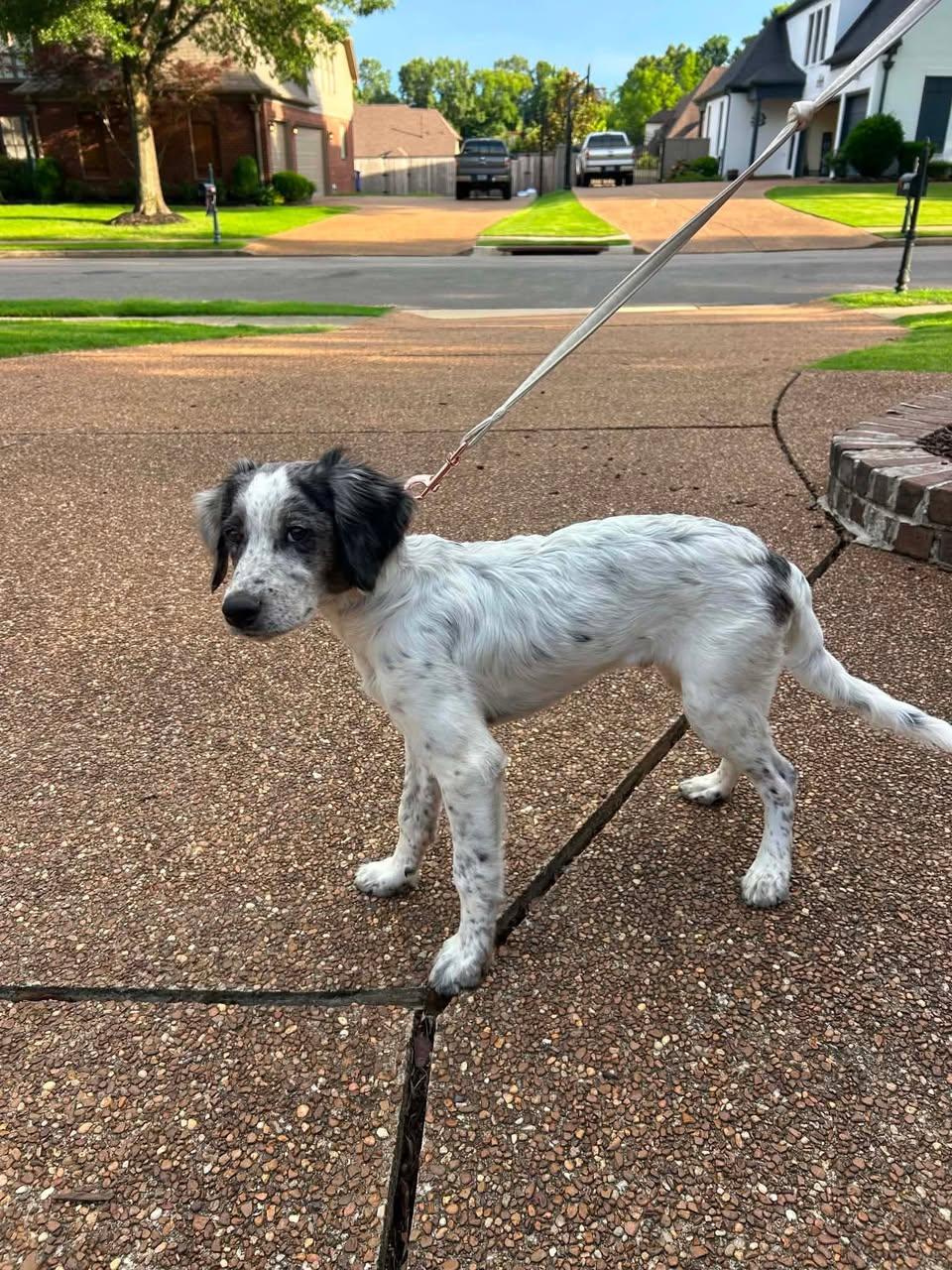 Timothy, a ADOPTABLE Mixed Breed in Memphis, TN image 4/5