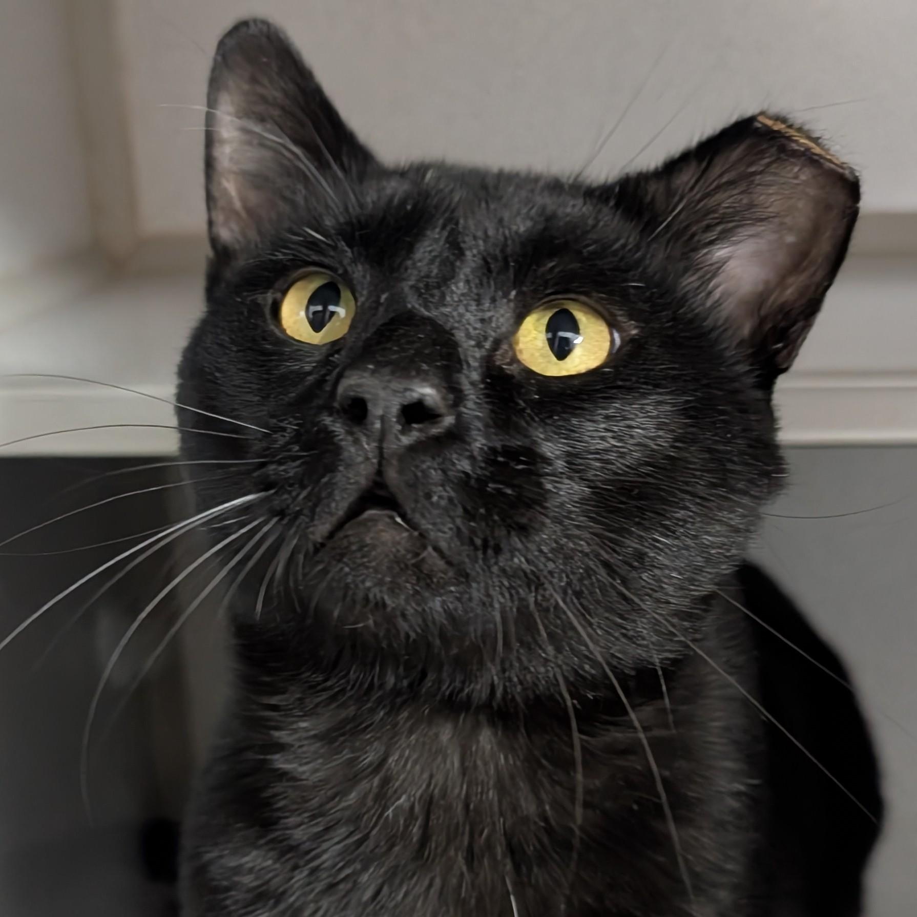 Augustus, Adult Male Domestic Short Hair