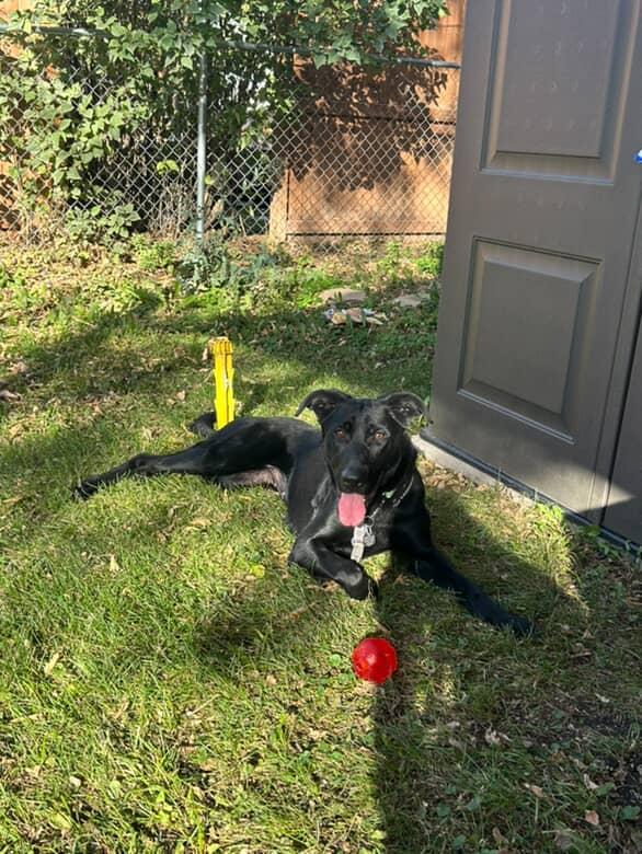 Raven, an adoptable Black Labrador Retriever in Winnipeg, MB, R3E 3N8 | Photo Image 5
