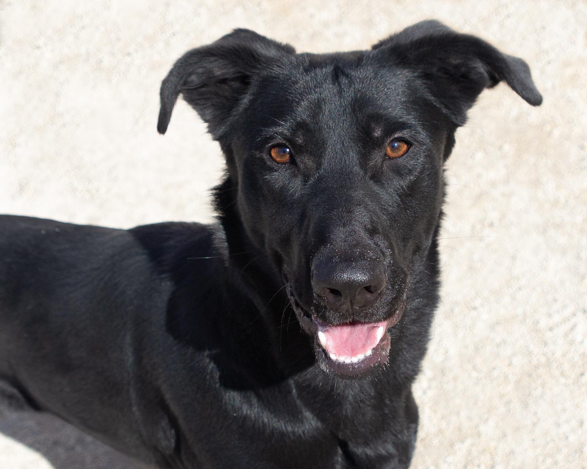 Raven, an adoptable Black Labrador Retriever in Winnipeg, MB, R3E 3N8 | Photo Image 1