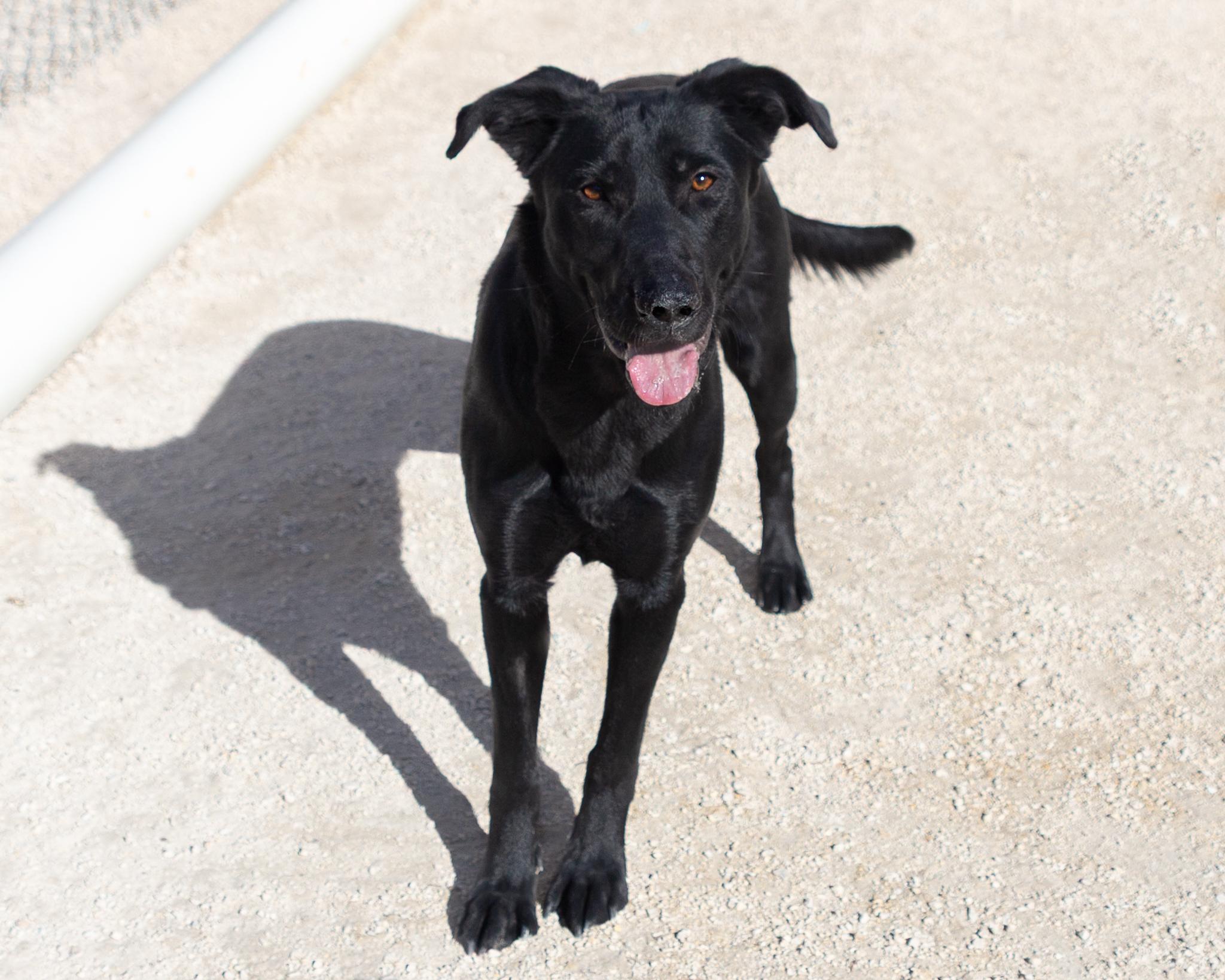 Raven, an adoptable Black Labrador Retriever in Winnipeg, MB, R3E 3N8 | Photo Image 2
