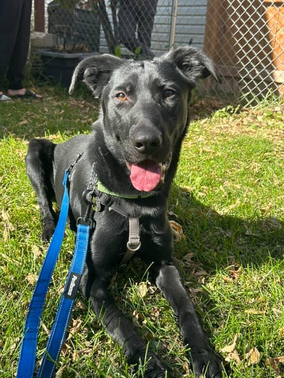 Raven, an adoptable Black Labrador Retriever in Winnipeg, MB, R3E 3N8 | Photo Image 4