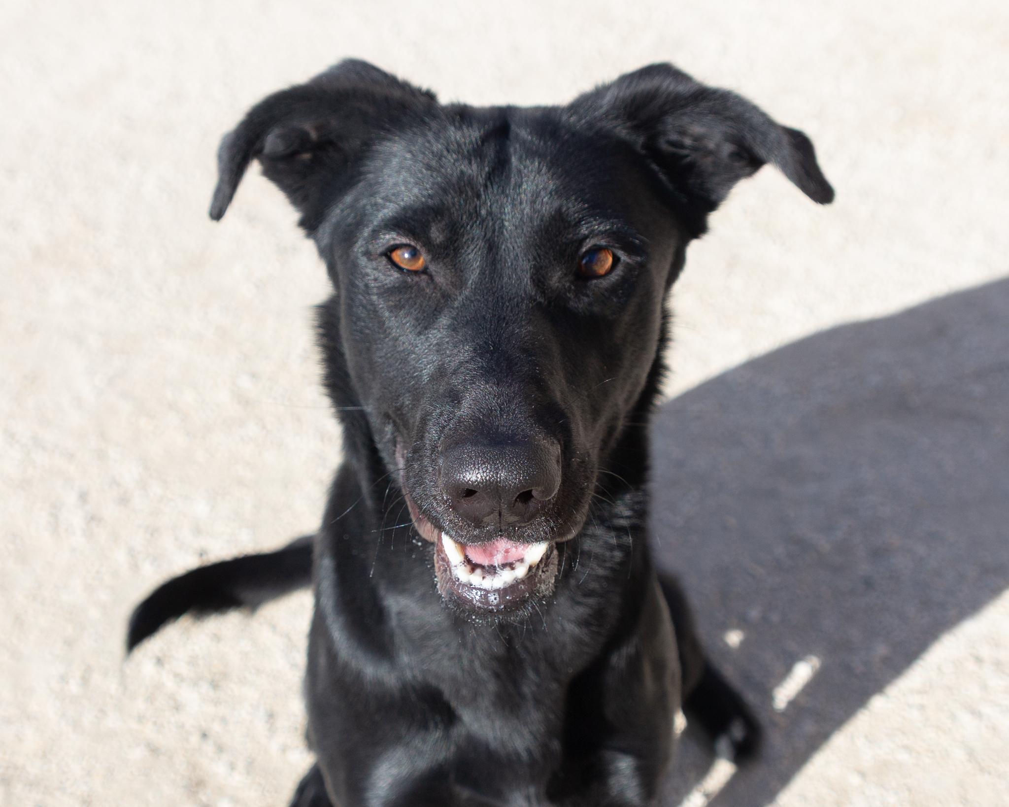 Raven, an adoptable Black Labrador Retriever in Winnipeg, MB, R3E 3N8 | Photo Image 3