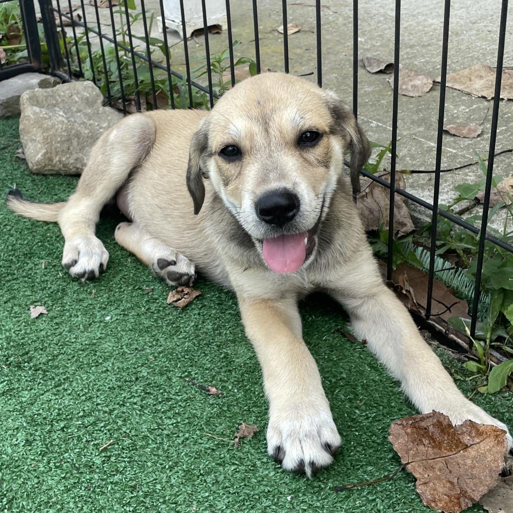 BETSY PATRIOT, Adoptable, Puppy Female Great Pyrenees & Mixed Breed.