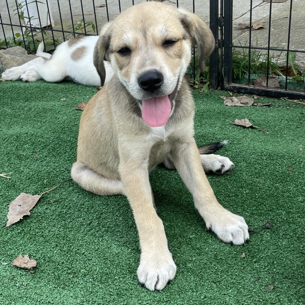 Enlarge BETSY PATRIOT, a Adoptable mixed breed in Cincinnati, OH image 2/3
