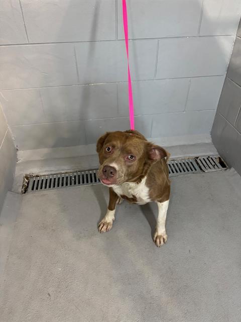 A1265321, Adoptable, Adult Female Labrador Retriever & Mixed Breed.