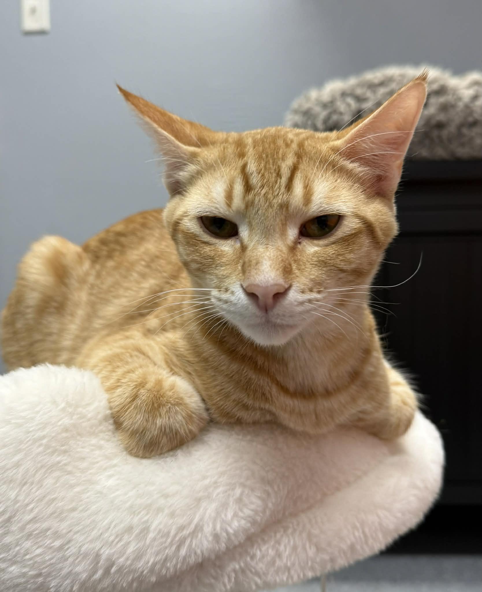 Enlarge Jeff, an adopted Domestic Short Hair in Weatherford, TX image 1/4