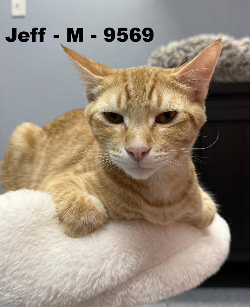 Enlarge Jeff, an adopted Domestic Short Hair in Weatherford, TX image 3/4