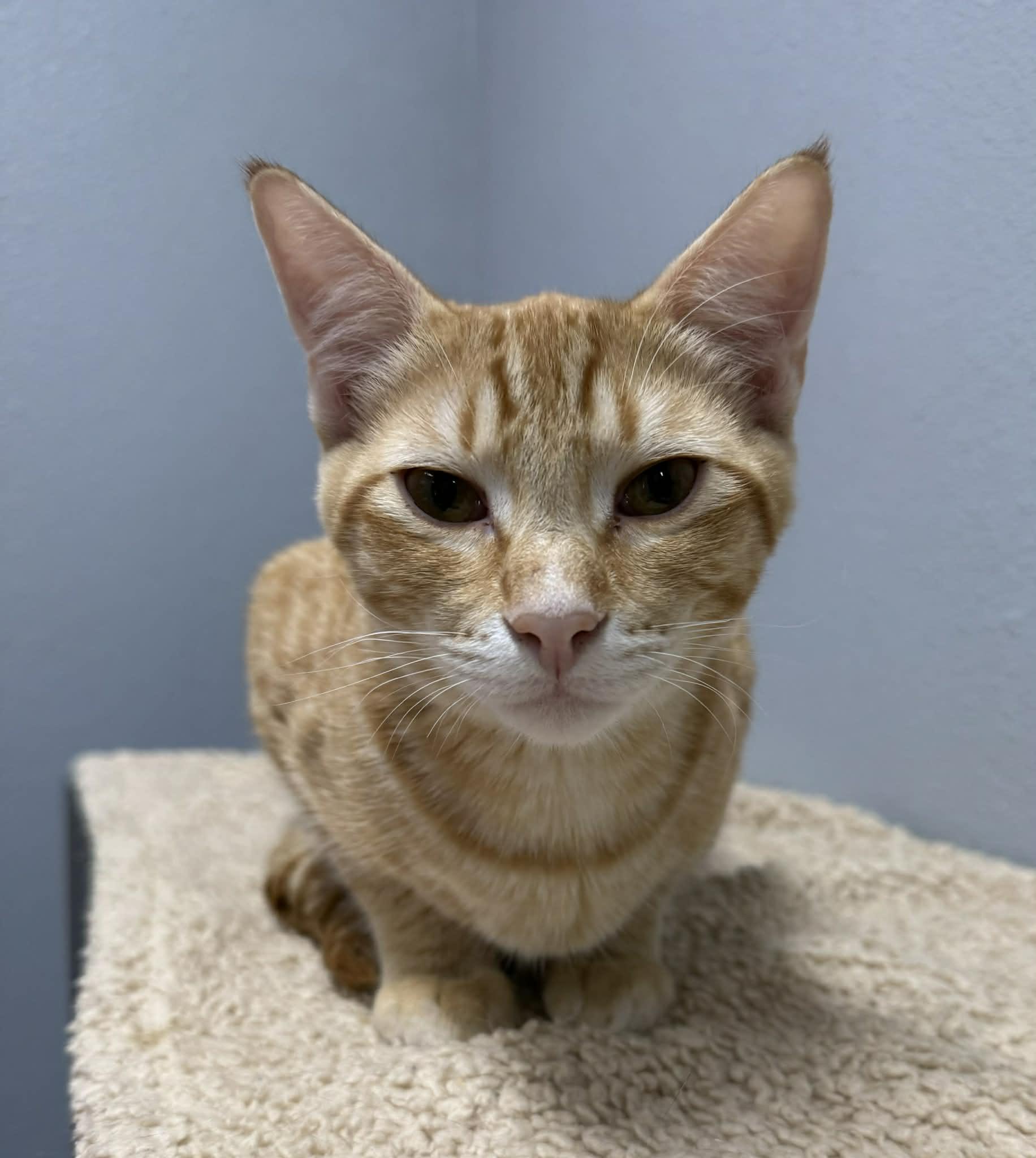 Enlarge Jeff, an adopted Domestic Short Hair in Weatherford, TX image 4/4