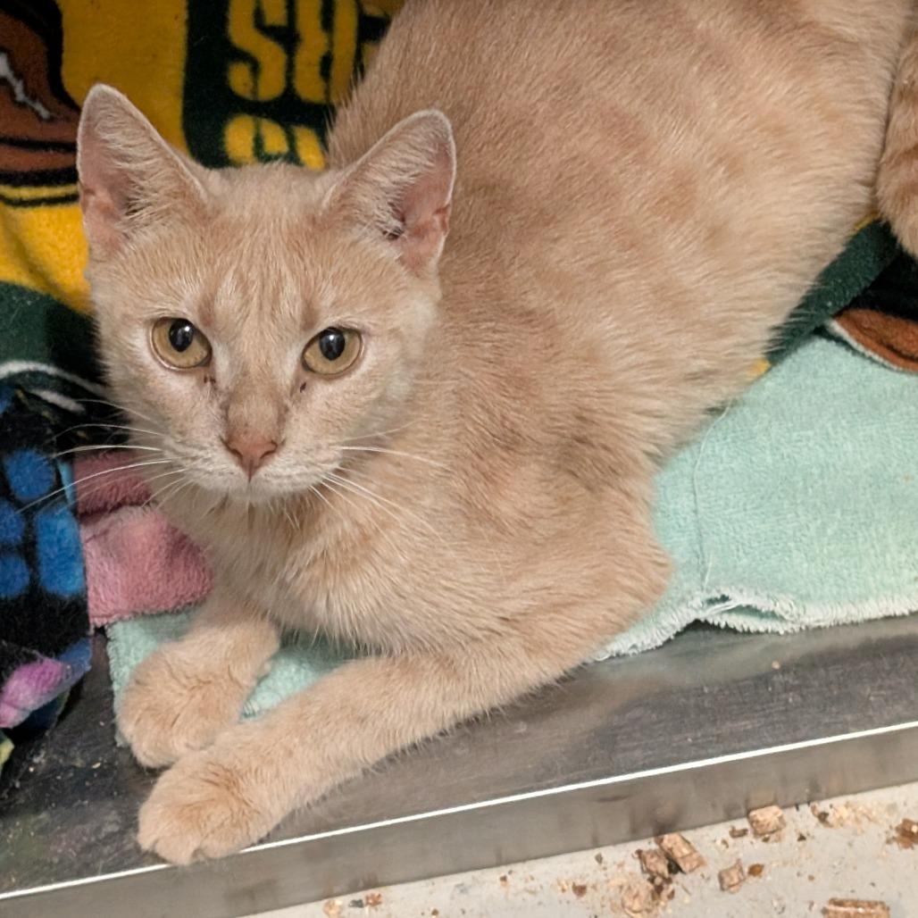 Peaches, Adoptable, Adult Female Domestic Short Hair.