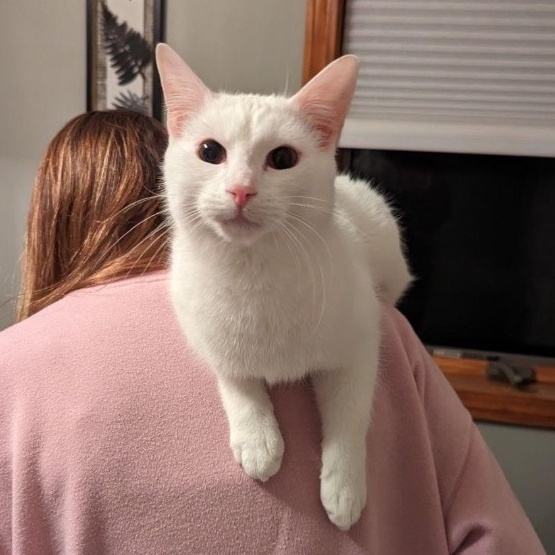 Whitey, a Adoptable mixed breed in Plainville, CT image 4/5