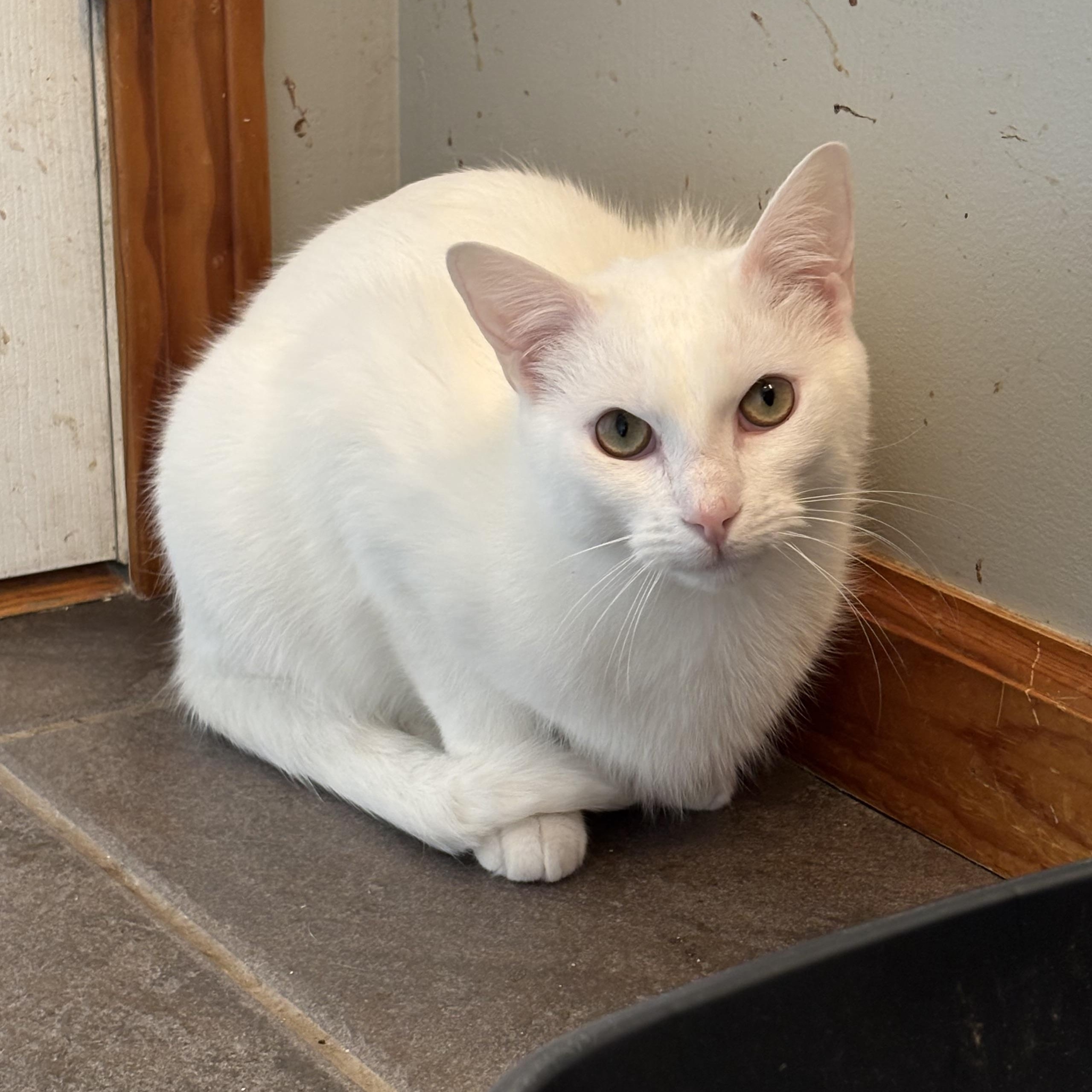 Whitey, a Adoptable mixed breed in Plainville, CT image 1/5