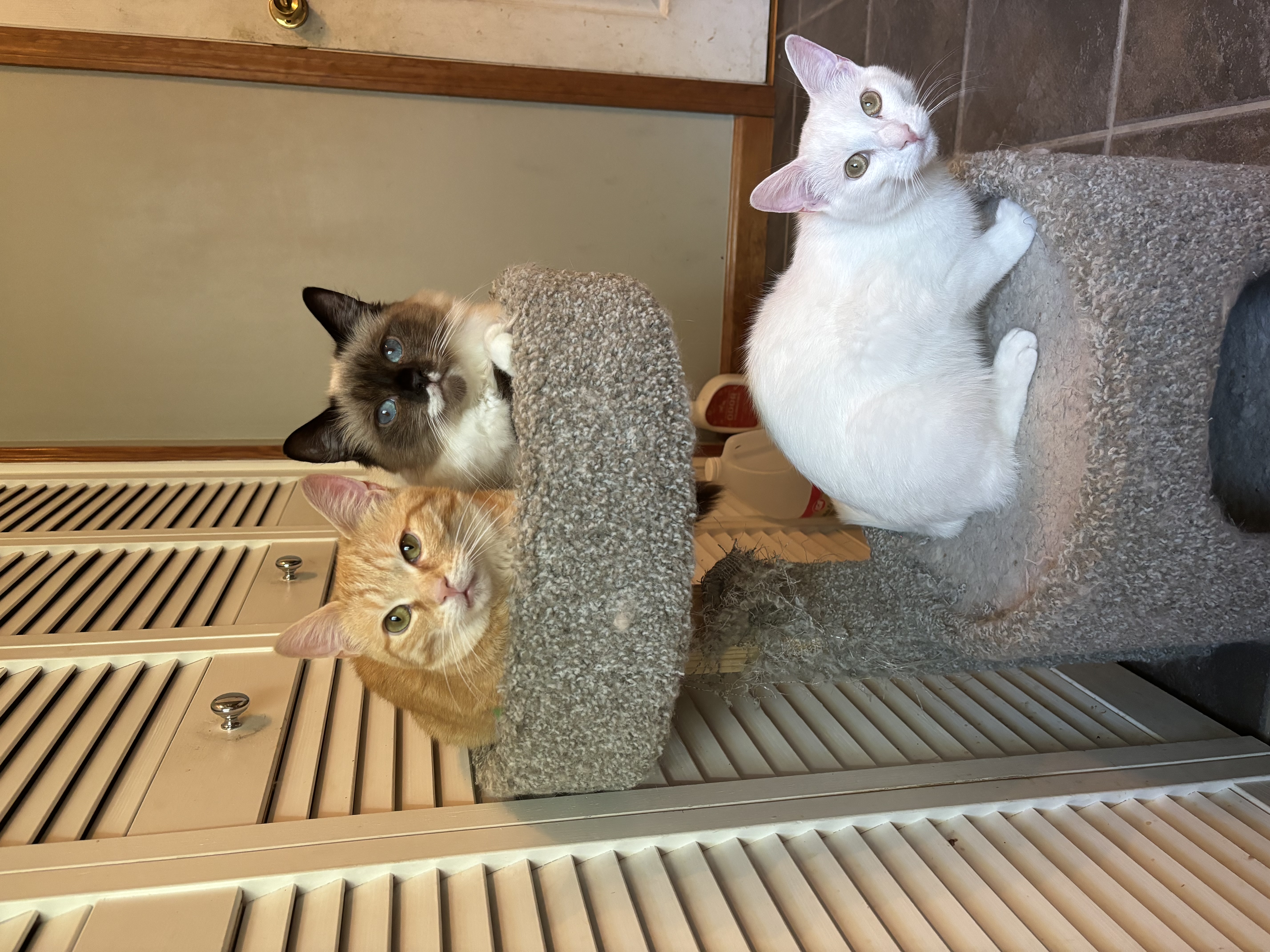 Whitey, a Adoptable mixed breed in Plainville, CT image 5/5