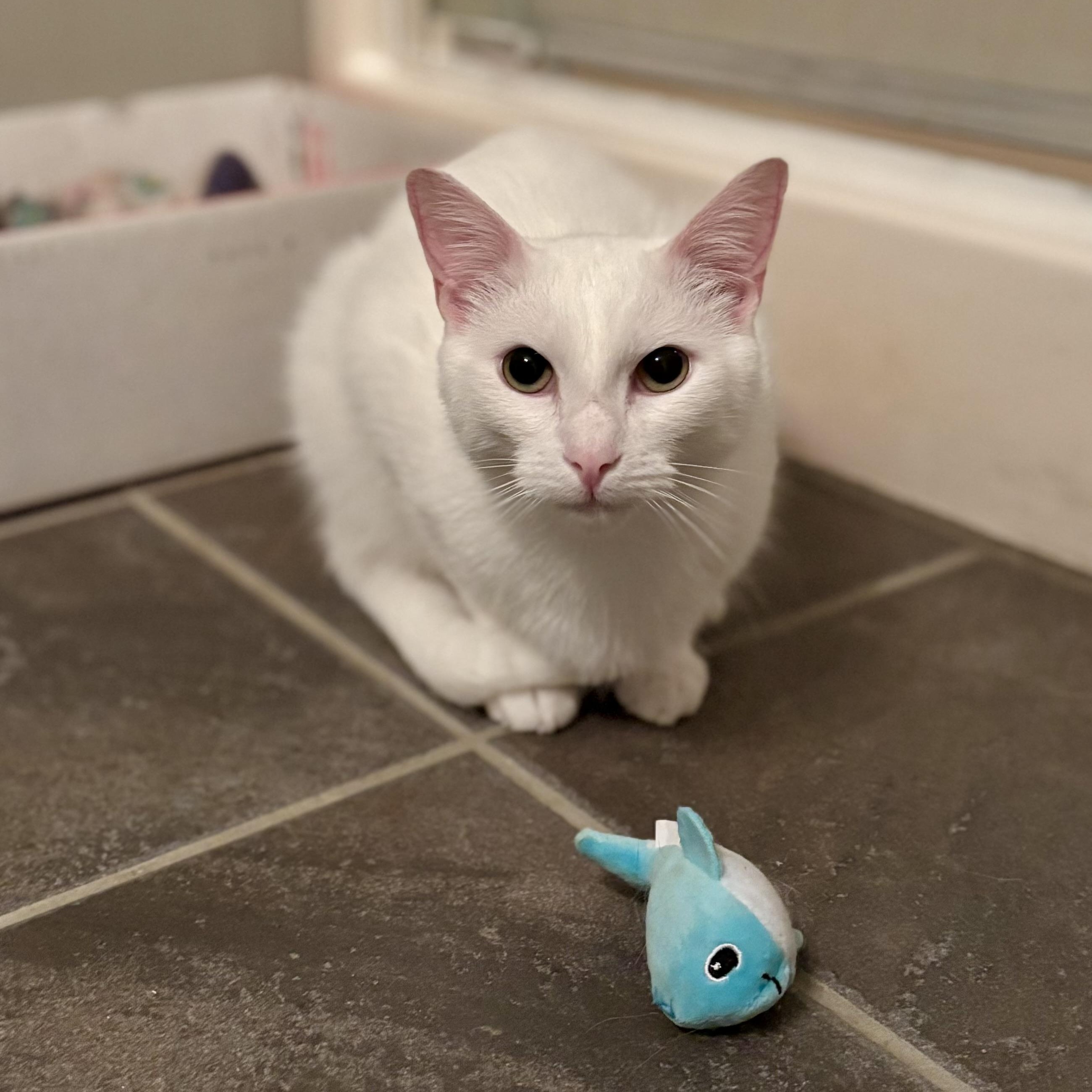 Whitey, a Adoptable mixed breed in Plainville, CT image 2/5