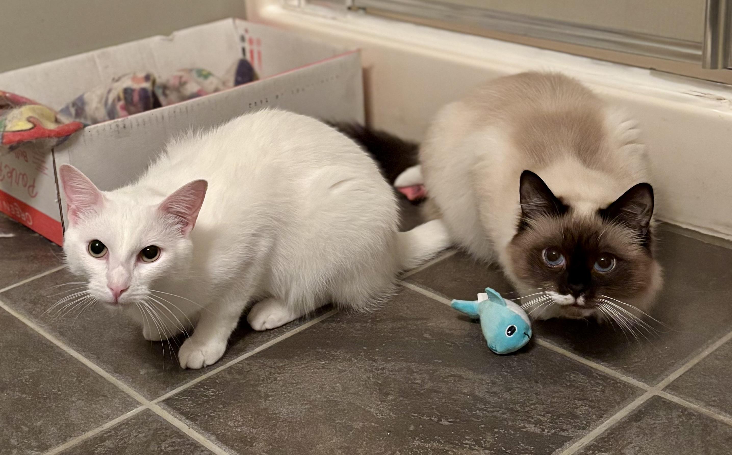 Whitey, a Adoptable mixed breed in Plainville, CT image 3/5