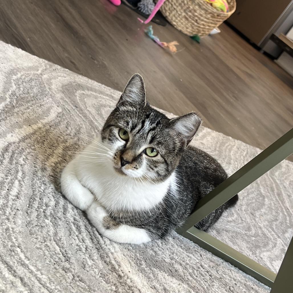 Effie, Adoptable, Adult Female Domestic Short Hair.