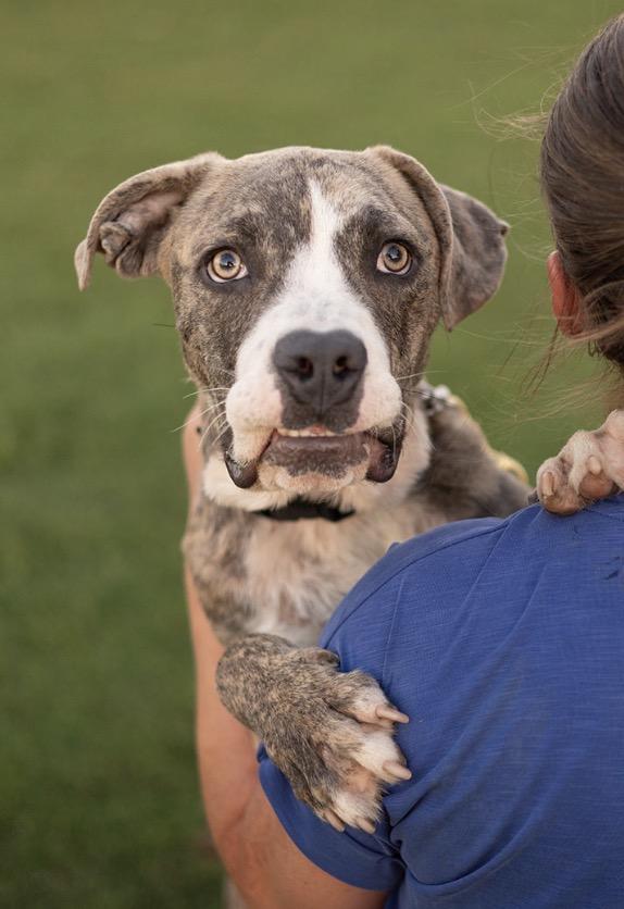 Enlarge Bruno, a Adoptable mixed breed in Madera, CA image 4/5