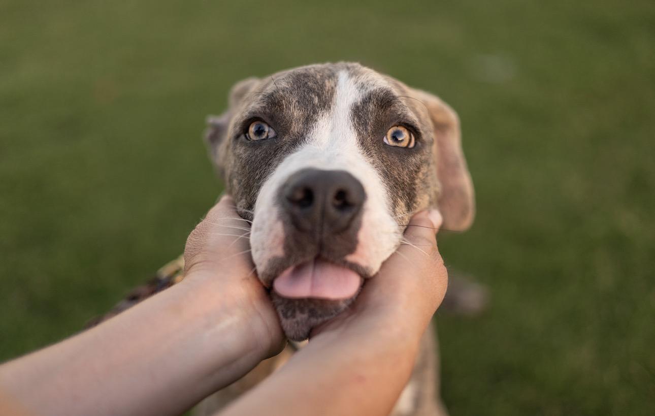 Enlarge Bruno, a Adoptable mixed breed in Madera, CA image 2/5