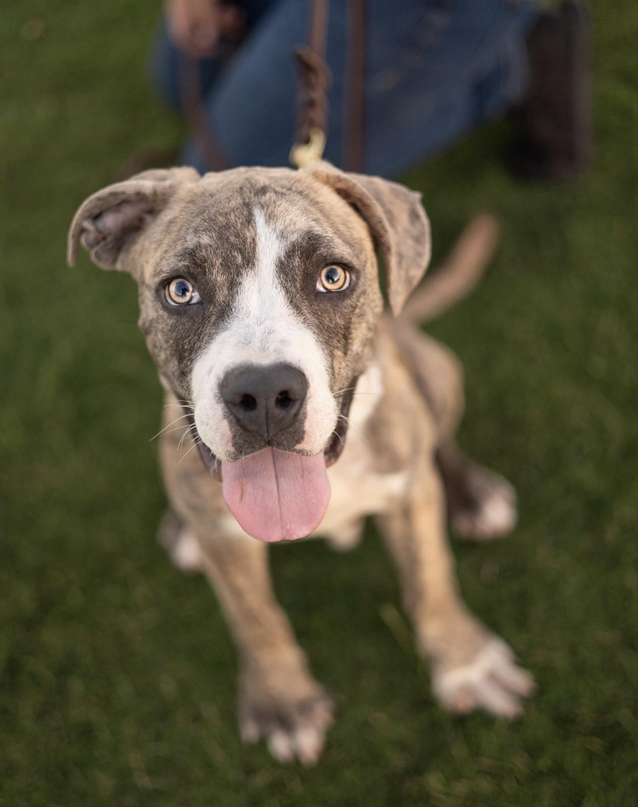 Bruno, Adoptable, Young Male American Staffordshire Terrier & American Bulldog.